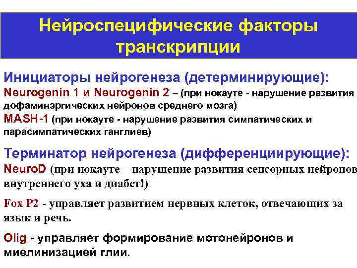 Нейроспецифические факторы транскрипции Инициаторы нейрогенеза (детерминирующие): Neurogenin 1 и Neurogenin 2 – (при нокауте