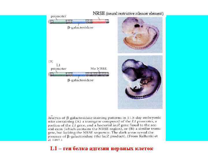 NRSE (neural restrictive silencer element) L 1 – ген белка адгезии нервных клеток 
