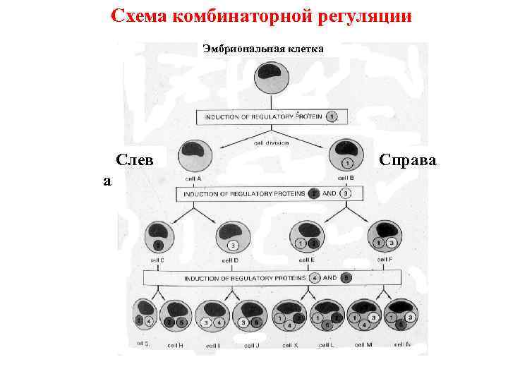 Схема комбинаторной регуляции Эмбриональная клетка Слев а Справа 