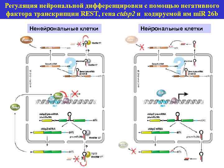 Регуляция нейрональной дифференцировки с помощью негативного фактора транскрипции REST, гена ctdsp 2 и кодируемой