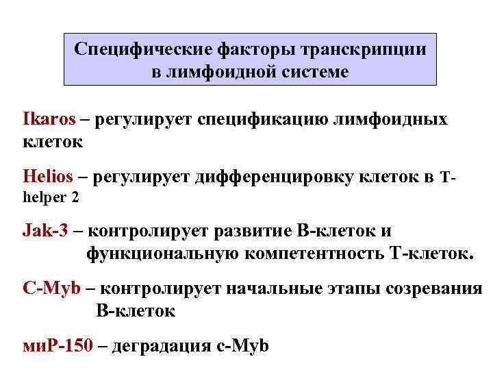 Специфические факторы транскрипции в лимфоидной системе Ikarоs – регулирует спецификацию лимфоидных клеток Helios –