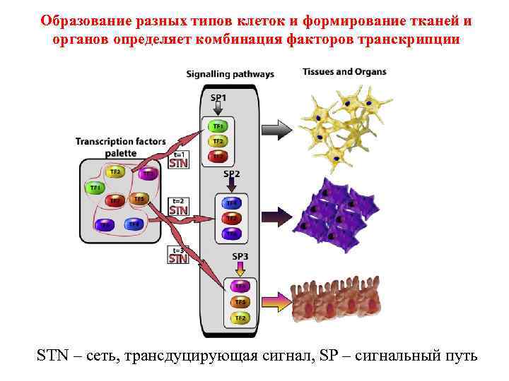 Образование разных типов клеток и формирование тканей и органов определяет комбинация факторов транскрипции STN
