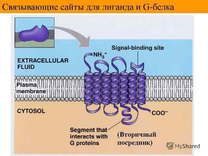 (Вторичный посредник) 
