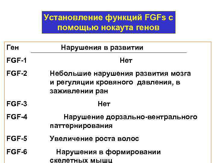 Установление функций FGFs с помощью нокаута генов Ген Нарушения в развитии FGF-1 Нет FGF-2