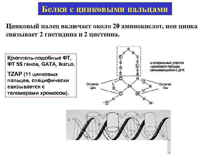 Белки с цинковыми пальцами Цинковый палец включает около 20 аминокислот, ион цинка связывает 2