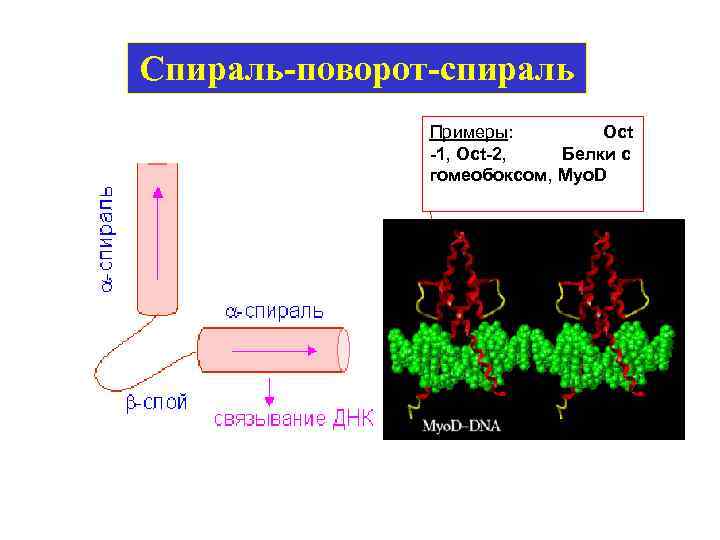 Спираль-поворот-спираль Примеры: Oct -1, Oct-2, Белки с гомеобоксом, Myo. D 