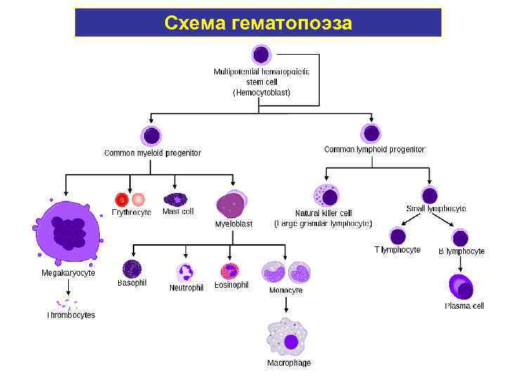 Схема гематопоэза 