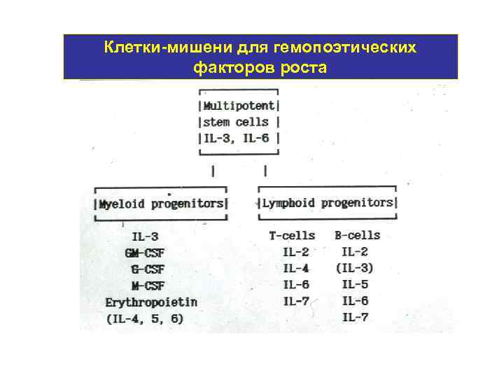 Клетки-мишени для гемопоэтических факторов роста 