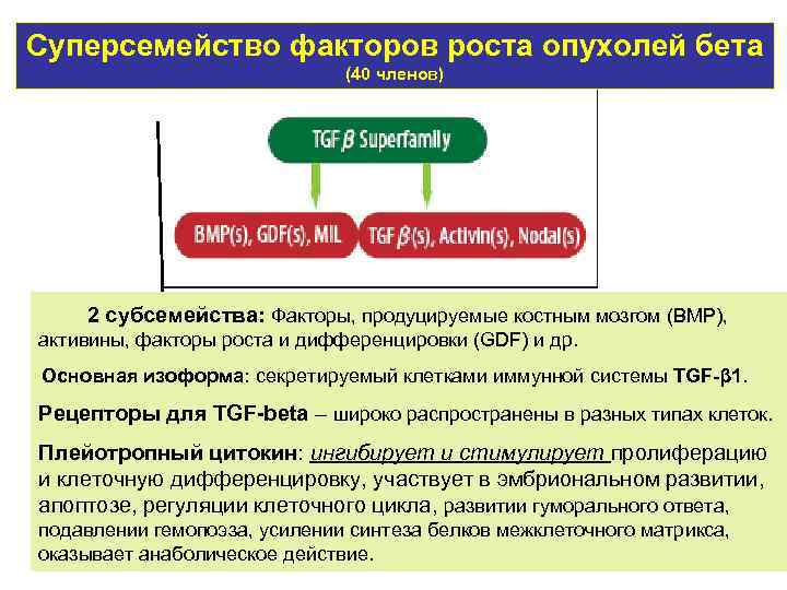 Суперсемейство факторов роста опухолей бета (40 членов) 2 субсемейства: Факторы, продуцируемые костным мозгом (ВМР),