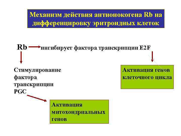 Механизм действия антионокогена Rb на дифференцировку эритроидных клеток Rb ингибирует фактора транскрипции Е 2