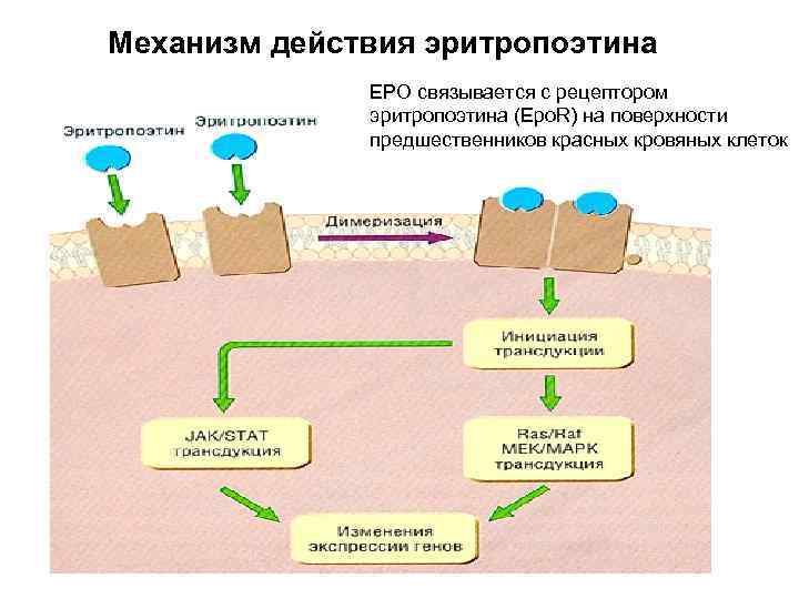 Механизм действия эритропоэтина EPO связывается с рецептором эритропоэтина (Epo. R) на поверхности предшественников красных