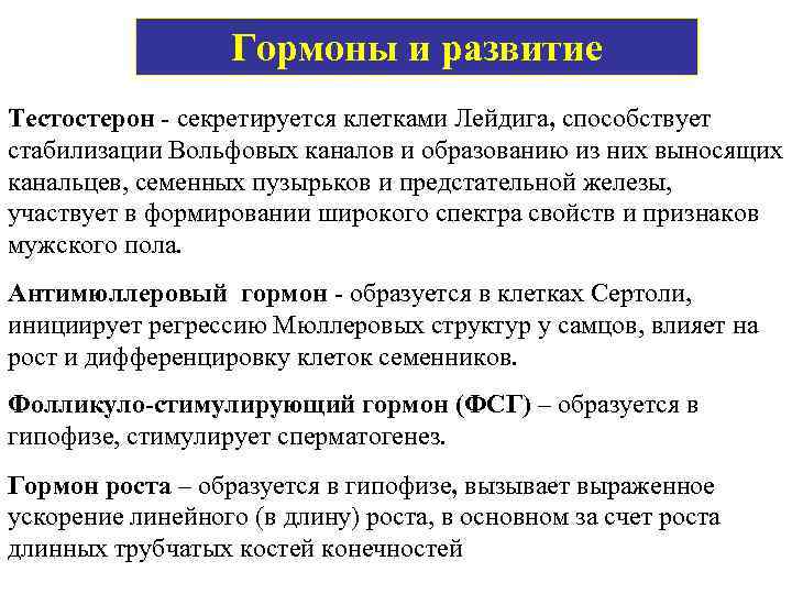 Гормоны и развитие Тестостерон - секретируется клетками Лейдига, способствует стабилизации Вольфовых каналов и образованию