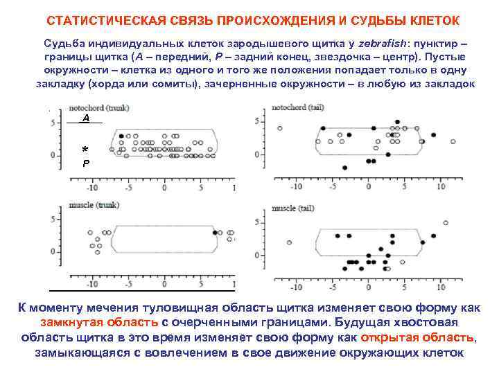 СТАТИСТИЧЕСКАЯ СВЯЗЬ ПРОИСХОЖДЕНИЯ И СУДЬБЫ КЛЕТОК Судьба индивидуальных клеток зародышевого щитка у zebrafish: пунктир