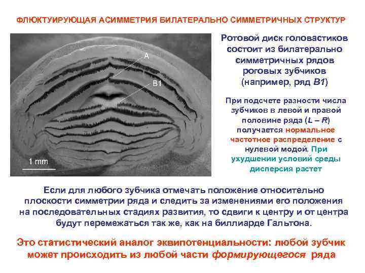 ФЛЮКТУИРУЮЩАЯ АСИММЕТРИЯ БИЛАТЕРАЛЬНО СИММЕТРИЧНЫХ СТРУКТУР Ротовой диск головастиков состоит из билатерально симметричных рядов роговых