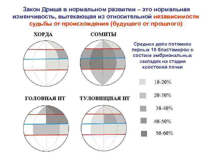 Закон Дриша в нормальном развитии – это нормальная изменчивость, вытекающая из относительной независимости судьбы