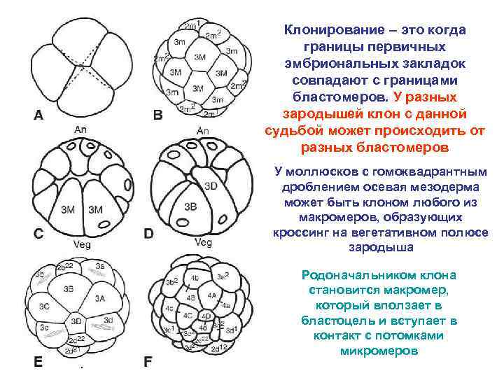 Клонирование – это когда границы первичных эмбриональных закладок совпадают с границами бластомеров. У разных