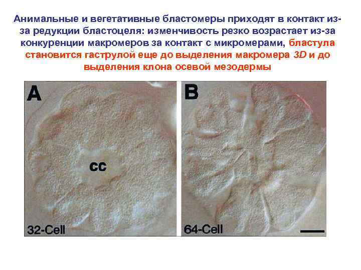 Анимальные и вегетативные бластомеры приходят в контакт изза редукции бластоцеля: изменчивость резко возрастает из-за