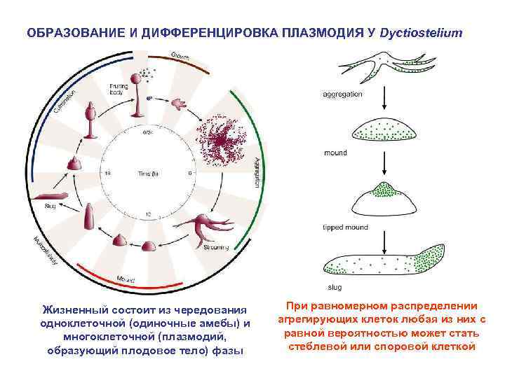 ОБРАЗОВАНИЕ И ДИФФЕРЕНЦИРОВКА ПЛАЗМОДИЯ У Dyctiostelium Жизненный состоит из чередования одноклеточной (одиночные амебы) и