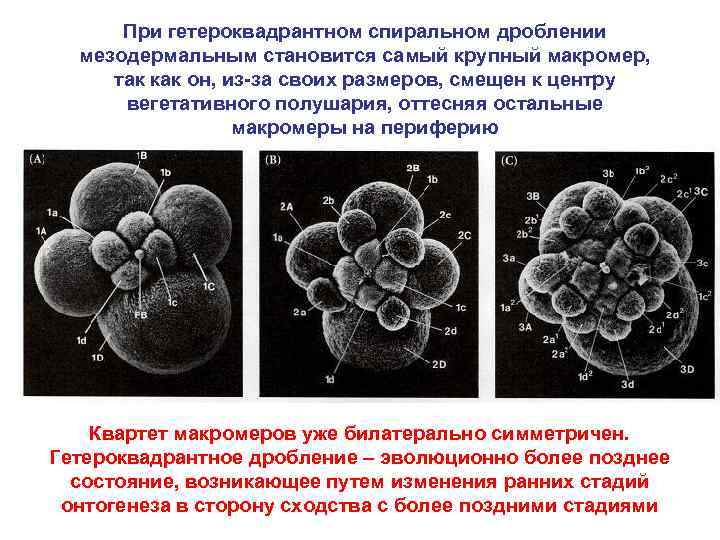 При гетероквадрантном спиральном дроблении мезодермальным становится самый крупный макромер, так как он, из-за своих