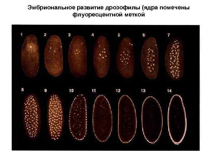 Эмбриональное развитие дрозофилы (ядра помечены флуоресцентной меткой 