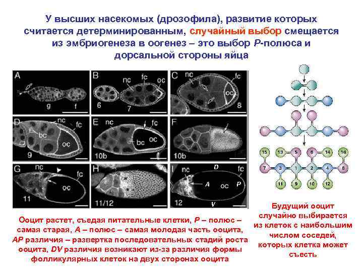 У высших насекомых (дрозофила), развитие которых считается детерминированным, случайный выбор смещается из эмбриогенеза в