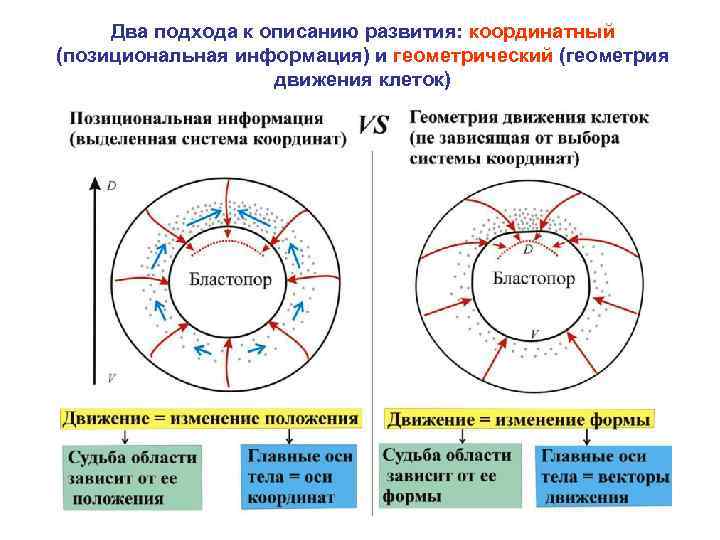 Два подхода к описанию развития: координатный (позициональная информация) и геометрический (геометрия движения клеток) 