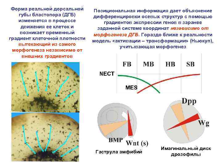 Форма реальной дорсальной губы бластопора (ДГБ) изменяется в процессе движения ее клеток и возникает