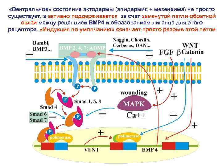  «Вентральное» состояние эктодермы (эпидермис + мезенхима) не просто существует, а активно поддерживается за
