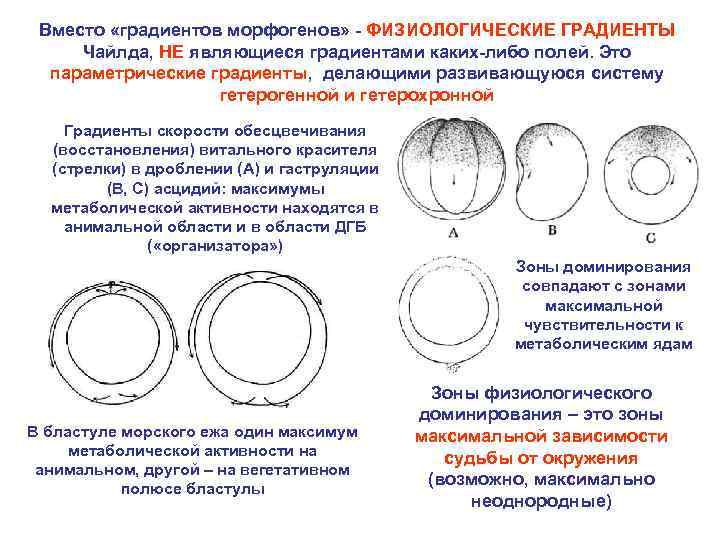 Вместо «градиентов морфогенов» - ФИЗИОЛОГИЧЕСКИЕ ГРАДИЕНТЫ Чайлда, НЕ являющиеся градиентами каких-либо полей. Это параметрические