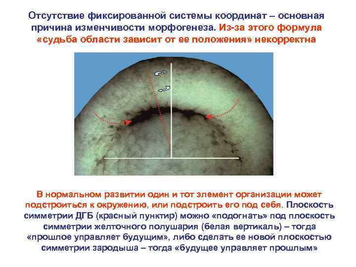 Отсутствие фиксированной системы координат – основная причина изменчивости морфогенеза. Из-за этого формула «судьба области