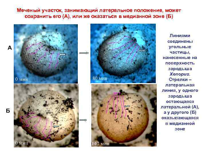 Меченый участок, занимающий латеральное положение, может сохранить его (А), или же оказаться в медианной