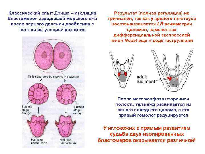 Классический опыт Дриша – изоляция бластомеров зародышей морского ежа после первого деления дробления с