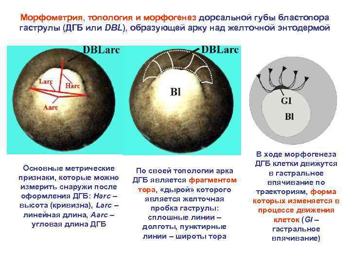 Морфометрия, топология и морфогенез дорсальной губы бластопора гаструлы (ДГБ или DBL), образующей арку над