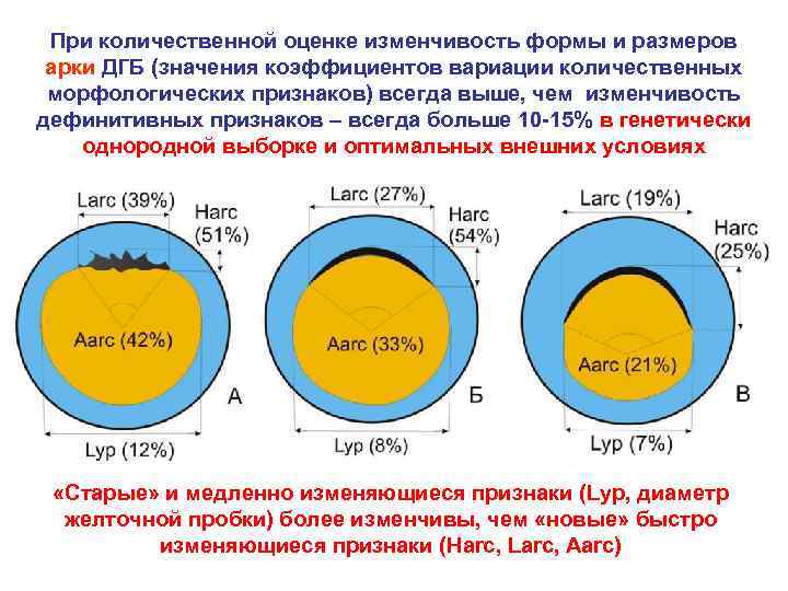 При количественной оценке изменчивость формы и размеров арки ДГБ (значения коэффициентов вариации количественных морфологических
