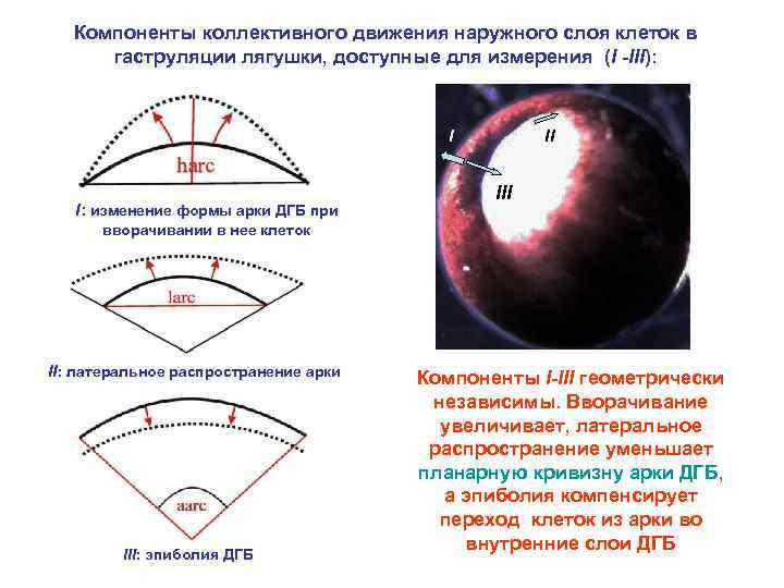 Компоненты коллективного движения наружного слоя клеток в гаструляции лягушки, доступные для измерения (I -III):