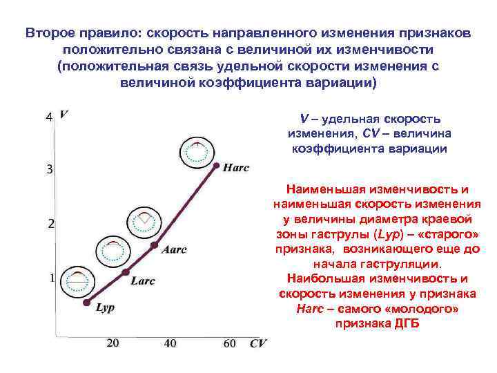 Второе правило: скорость направленного изменения признаков положительно связана с величиной их изменчивости (положительная связь