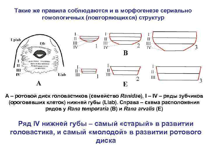 Такие же правила соблюдаются и в морфогенезе сериально гомологичных (повторяющихся) структур A – ротовой