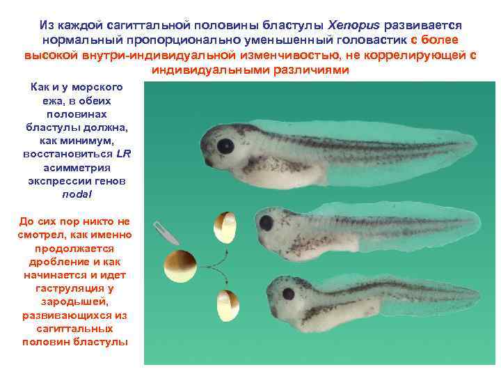 Из каждой сагиттальной половины бластулы Xenopus развивается нормальный пропорционально уменьшенный головастик с более высокой