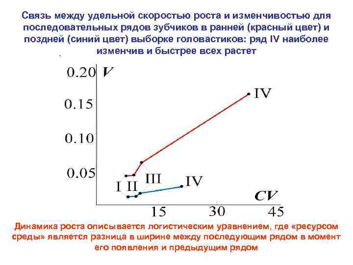 Связь между удельной скоростью роста и изменчивостью для последовательных рядов зубчиков в ранней (красный
