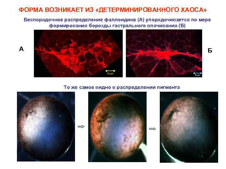 ФОРМА ВОЗНИКАЕТ ИЗ «ДЕТЕРМИНИРОВАННОГО ХАОСА» Беспорядочное распределение фаллоидина (А) упорядочивается по мере формирования борозды