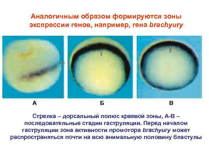 Аналогичным образом формируются зоны экспрессии генов, например, гена brachyury А Б В Стрелка –