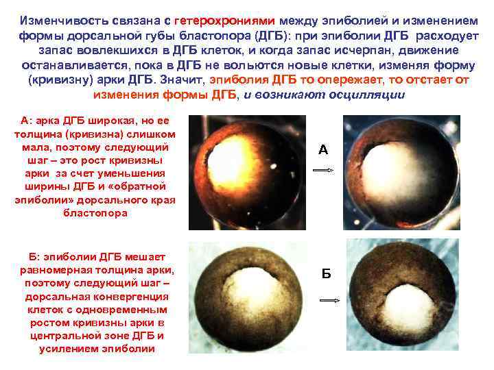 Изменчивость связана с гетерохрониями между эпиболией и изменением формы дорсальной губы бластопора (ДГБ): при