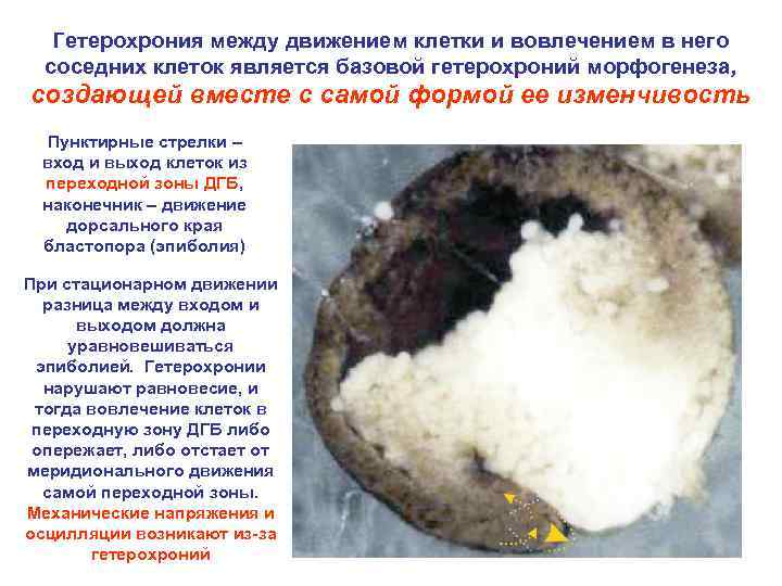 Гетерохрония между движением клетки и вовлечением в него соседних клеток является базовой гетерохроний морфогенеза,