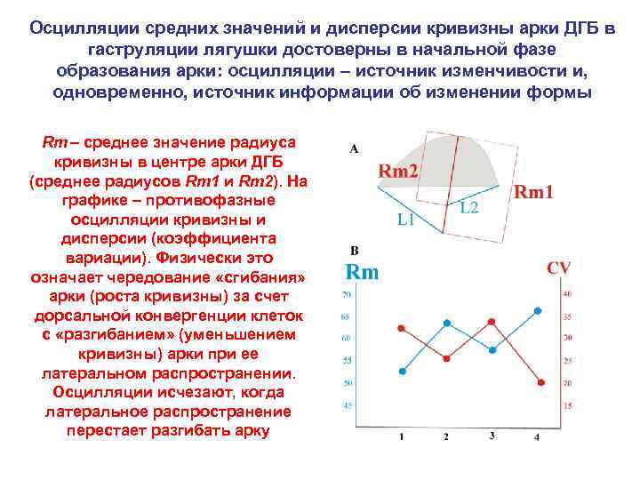 Осцилляции средних значений и дисперсии кривизны арки ДГБ в гаструляции лягушки достоверны в начальной