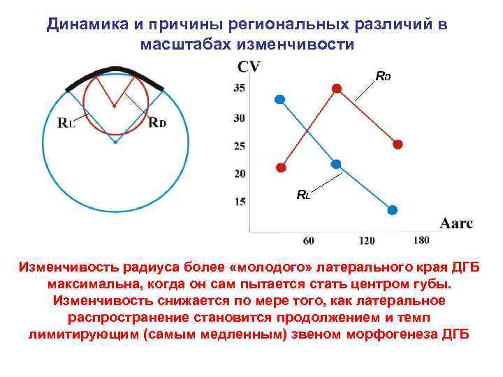 Динамика и причины региональных различий в масштабах изменчивости RD RL Изменчивость радиуса более «молодого»