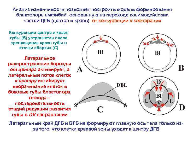 Анализ изменчивости позволяет построить модель формирования бластопора амфибий, основанную на переходе взаимодействия частей ДГБ