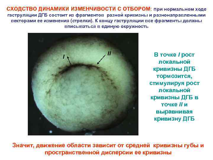 СХОДСТВО ДИНАМИКИ ИЗМЕНЧИВОСТИ С ОТБОРОМ: при нормальном ходе гаструляции ДГБ состоит из фрагментов разной