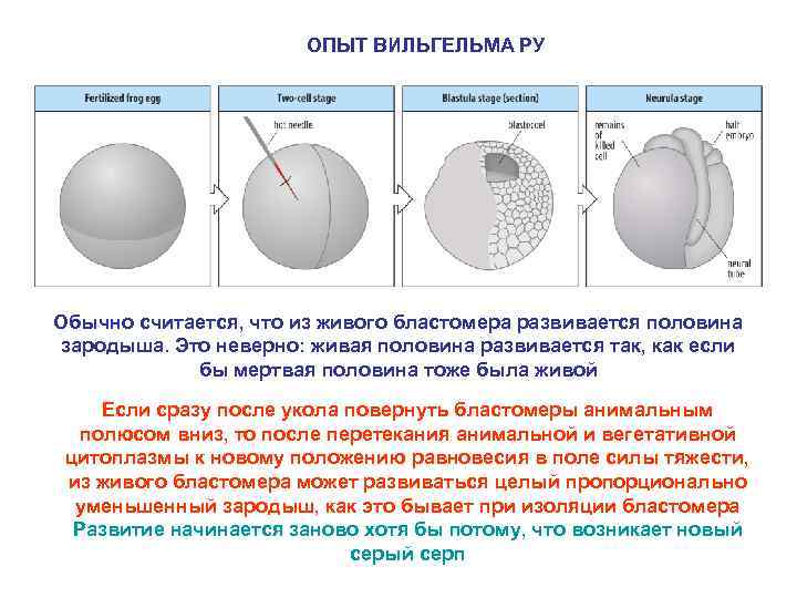 ОПЫТ ВИЛЬГЕЛЬМА РУ Обычно считается, что из живого бластомера развивается половина зародыша. Это неверно: