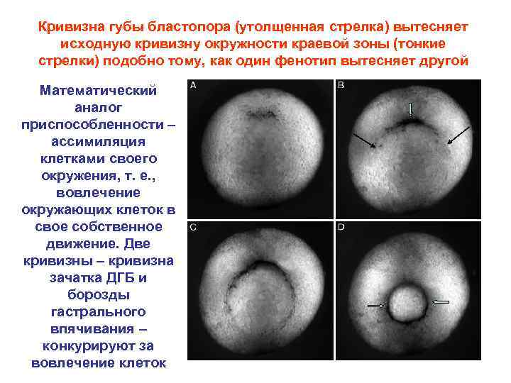 Кривизна губы бластопора (утолщенная стрелка) вытесняет исходную кривизну окружности краевой зоны (тонкие стрелки) подобно