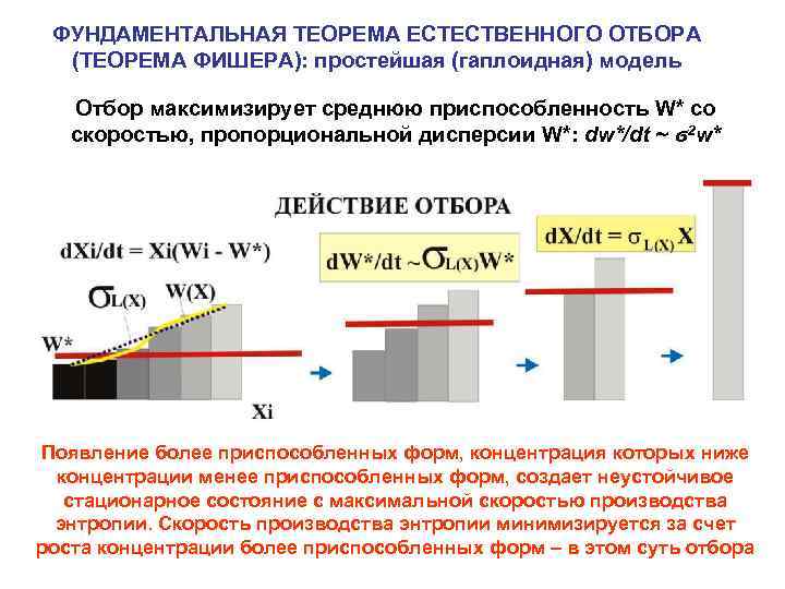 ФУНДАМЕНТАЛЬНАЯ ТЕОРЕМА ЕСТЕСТВЕННОГО ОТБОРА (ТЕОРЕМА ФИШЕРА): простейшая (гаплоидная) модель Отбор максимизирует среднюю приспособленность W*